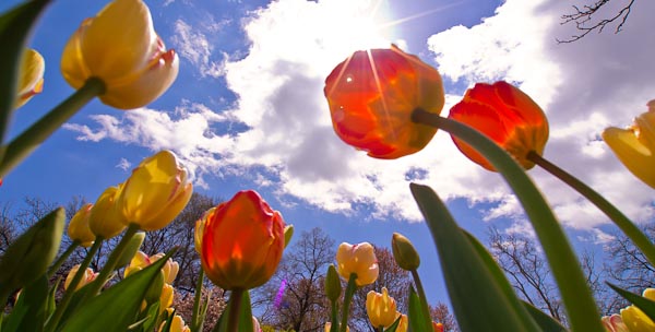 Tulips (c) Cynthia Farr-Weinfeld